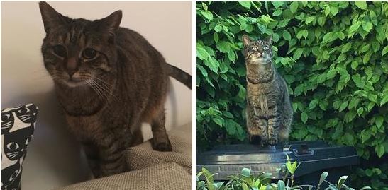 Boris is vermist in Oud Rijswijk