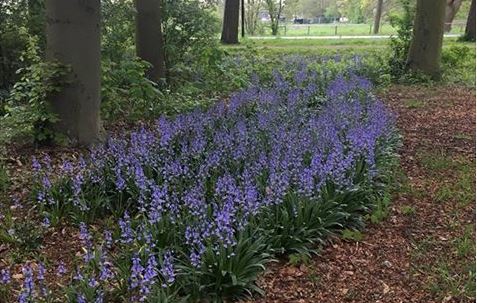 Boshyacinten in Park De Voorde
