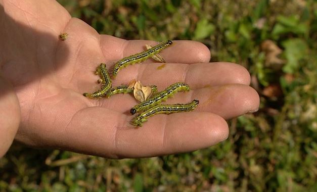 Rupsen buxusmot vreet buxus kaal