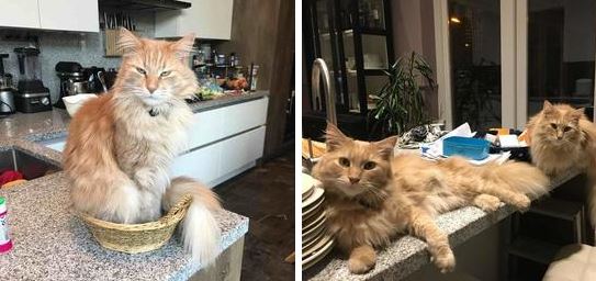 Kat vermist in Oud Rijswijk