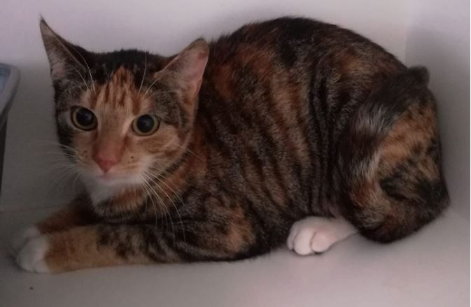 Poes gevonden op Piet Kohlerstraat in Rijswijk (delen graag)