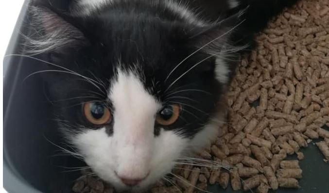 Wie is in buurt van Tubasingel z’n kat kwijt