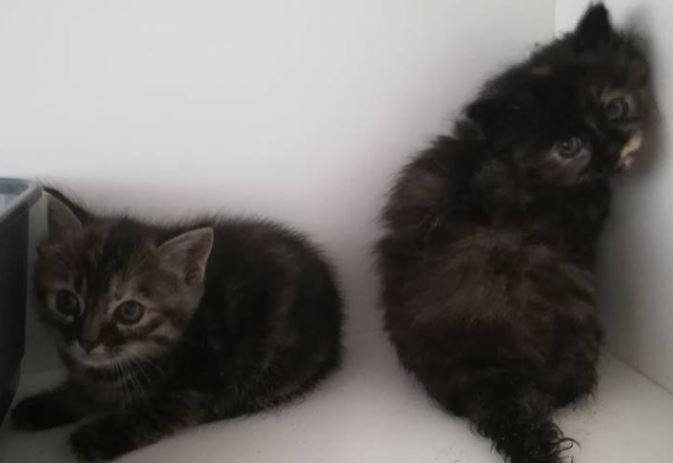 Van wie zijn deze katten?