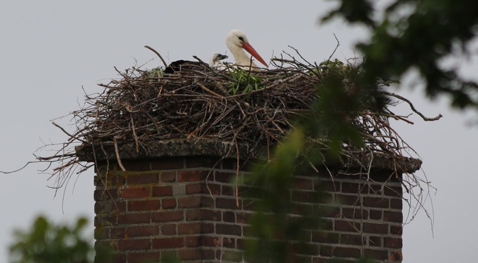 VIDEO: Drone beelden van de jonge Rijswijkse ooievaars