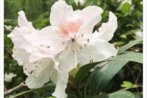 Rhododendron in Park De Voorde