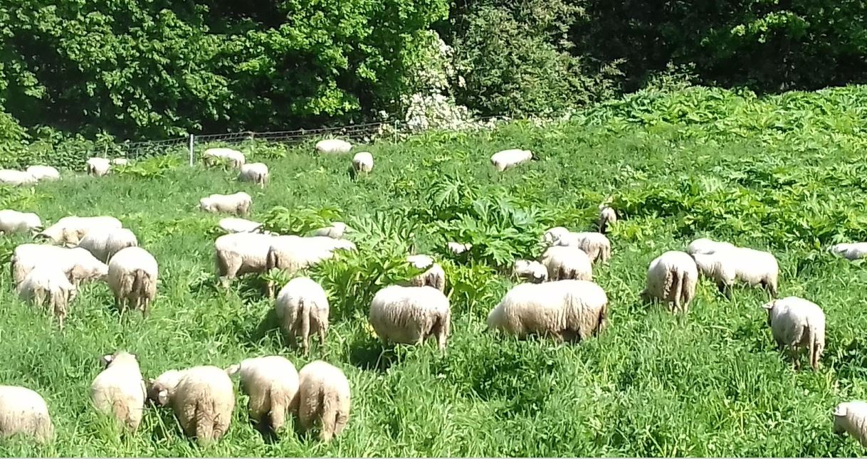 Schapen op berenklauw jacht