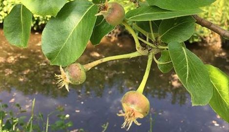 Eerste stoofpeertjes in Park Steenvoorde