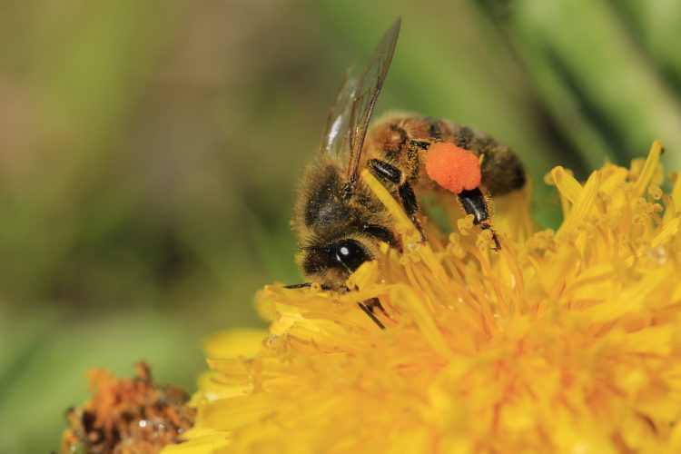 Wandelexcursie in de Groenzoom