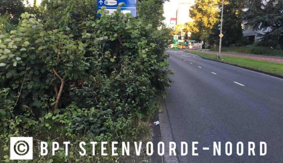 Takken groeien over Beatrixlaan