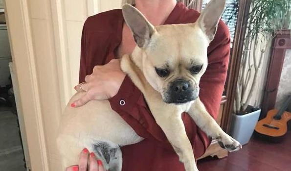 Hond gevonden in oud Rijswijk