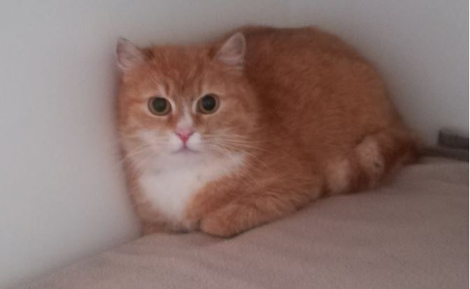 Poes gevonden in Te Werve