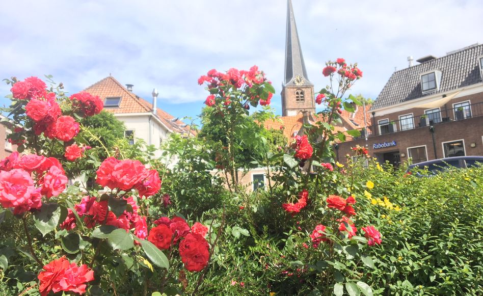 Wilde rozen aan de Nobelaerstraat