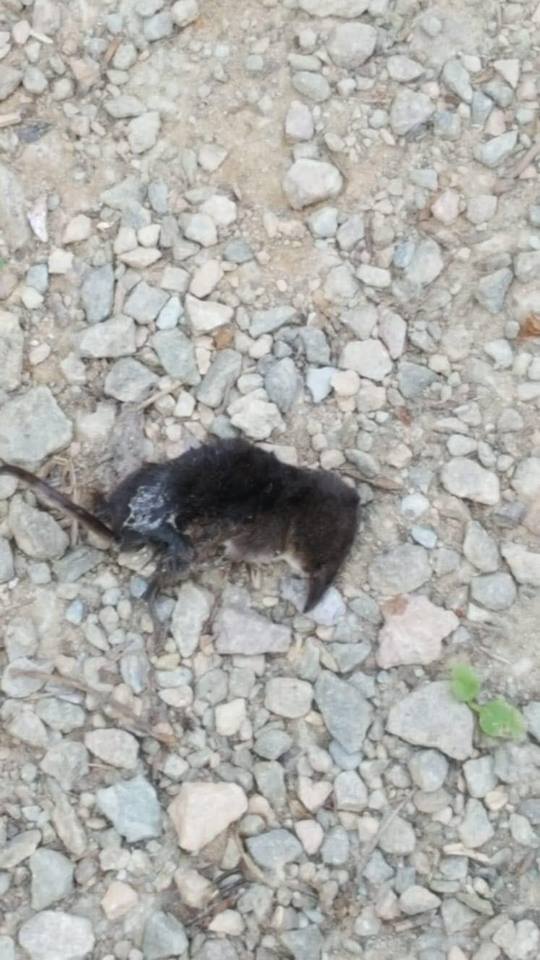 Muizen in groten getale dood gevonden in Bieslandse bos