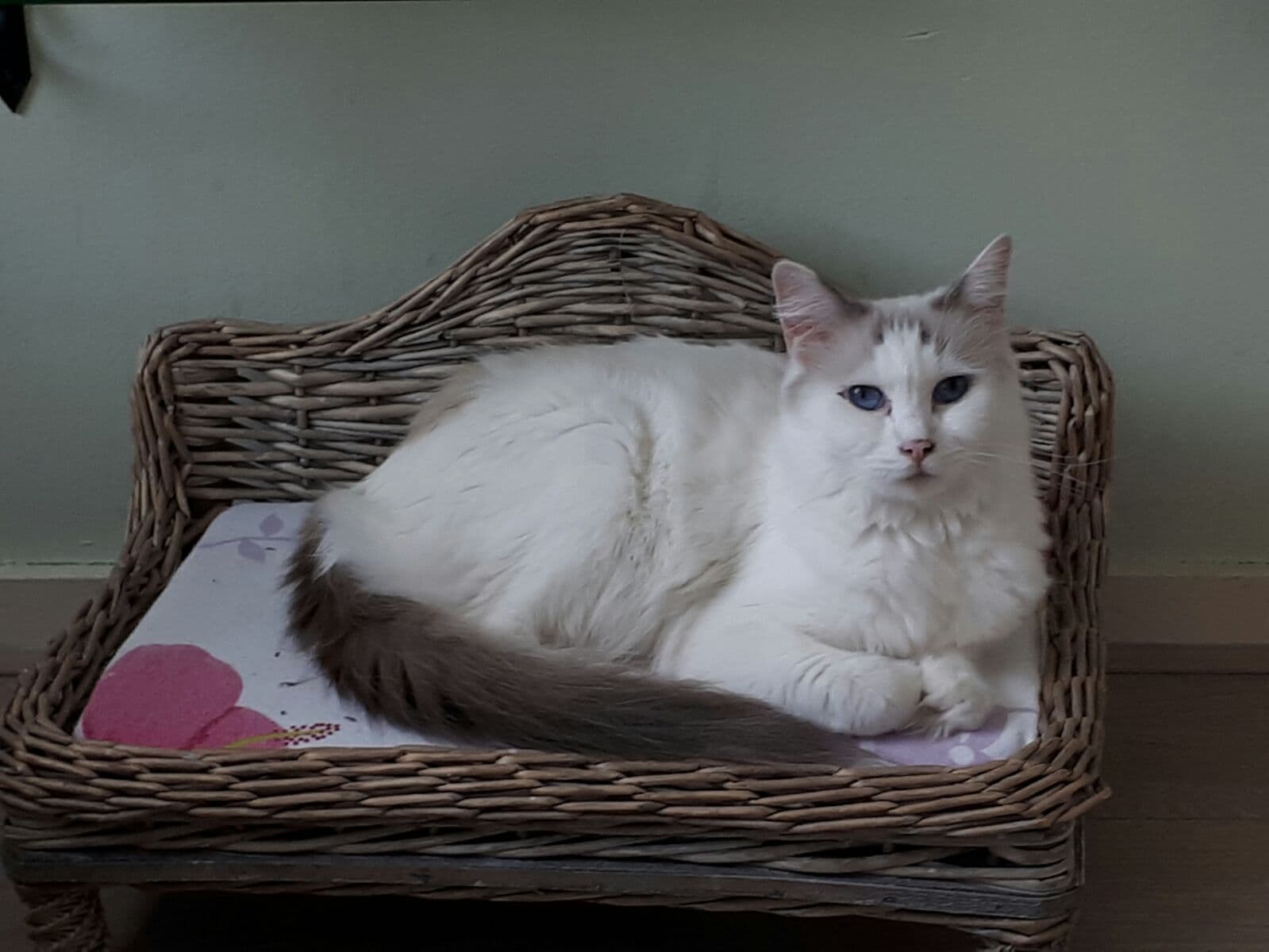 Oud Delfgauw zoeken jullie mee naar poes Jetty