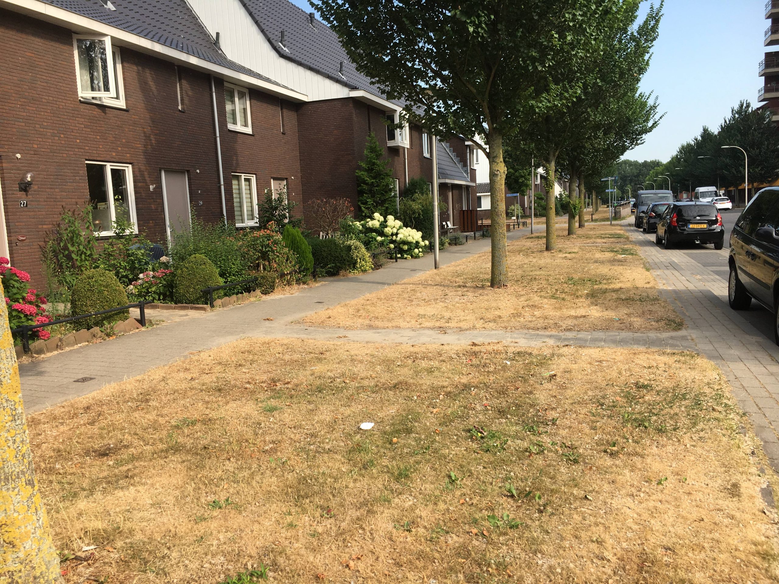Pijnacker geel dor en kurkdroog. Pijnacker geel dor en kurkdroog.