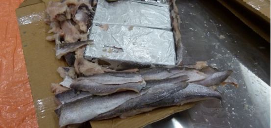 1125 kilo cocaïne tussen bevroren vis