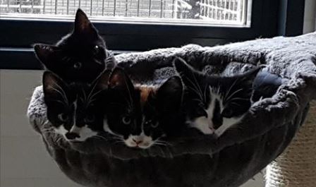 Kittens DIRECT voor plaatsing