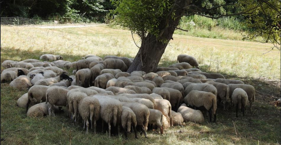 Ook de Rijswijkse schapen hebben het warm