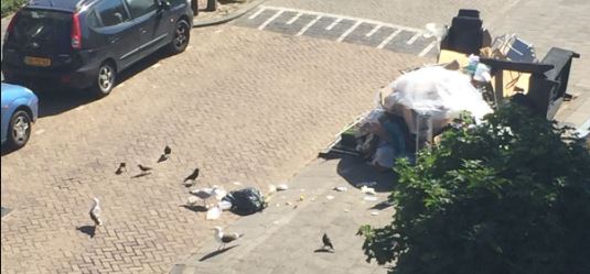 Rijswijk walhalla voor meeuwen en ratten