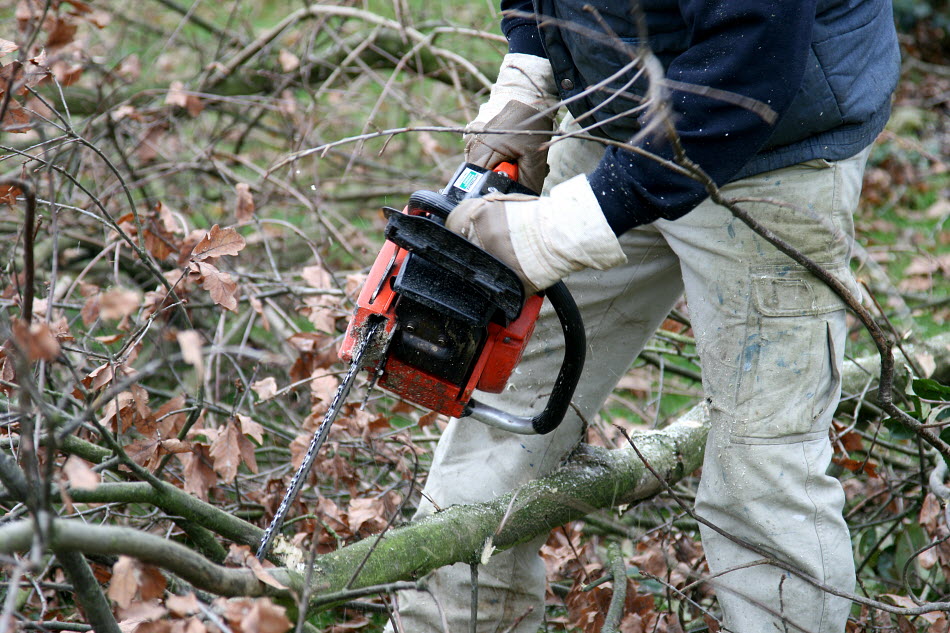 Boswerkzaamheden Bieslandse Bos in volle gang