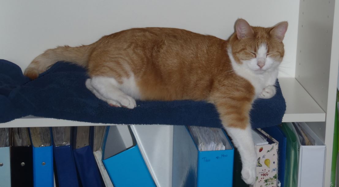 Rood-witte kater vermist in Nootdorp