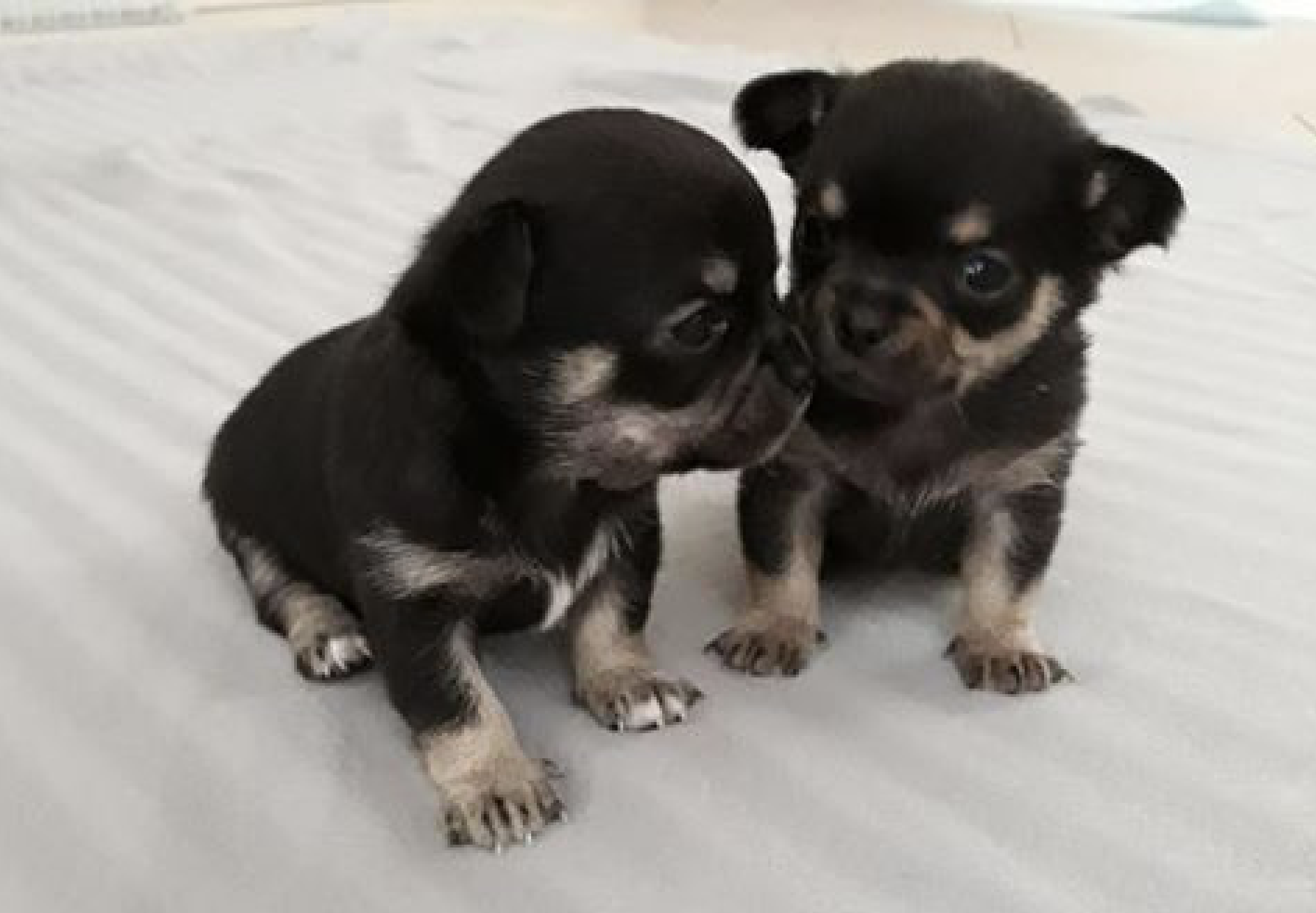Brutale diefstal van pups in de Strijp