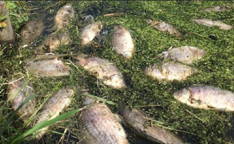 Massale vissterfte in Rijswijk door extreme hitte