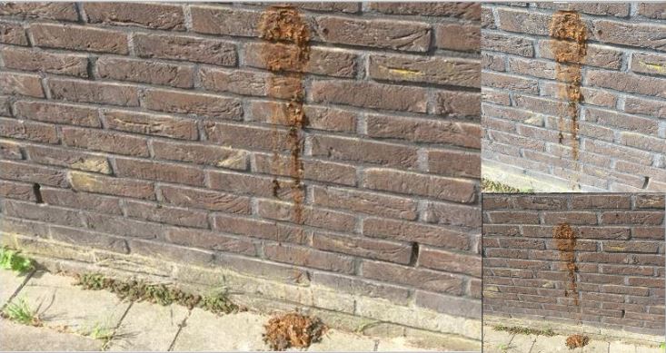 Verwarde muurpoeper zorgt voor overlast in De Strijp
