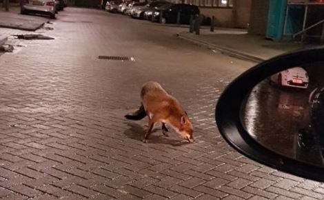 Hongerige vos maakt Rijswijk onveilig