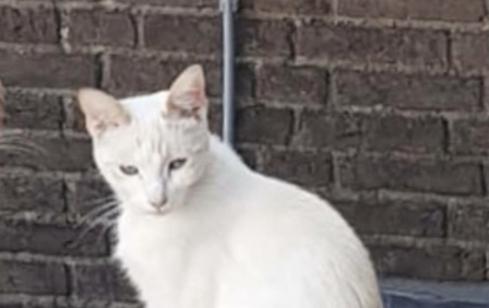Kat Charlie vermist