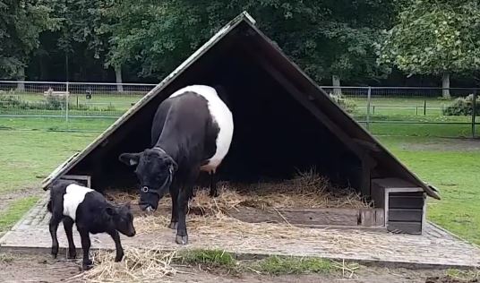 HOERA AUKJE IS BEVALLEN
