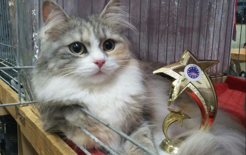 Groot Kattenfestijn in De Schilp