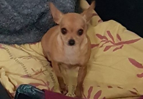 Chihuahua gevonden in Park te Werve