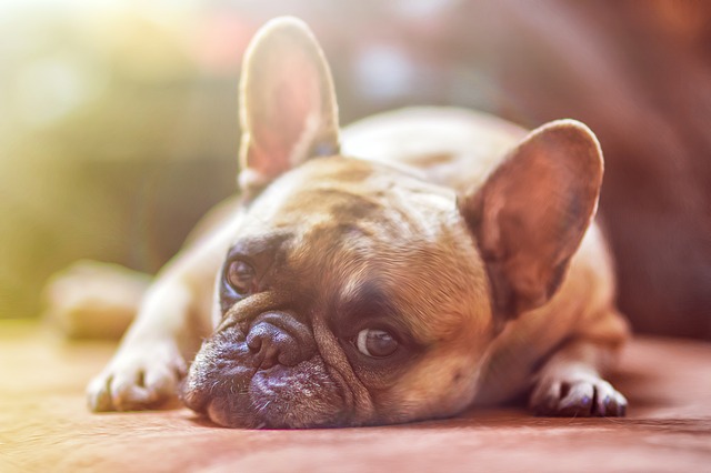 Trots is voor verhoging honden belasting