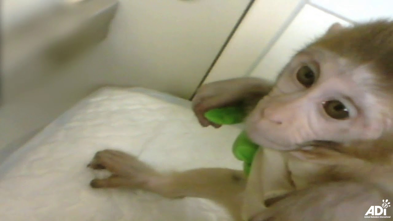animal rights wil sluiting van de apenhel