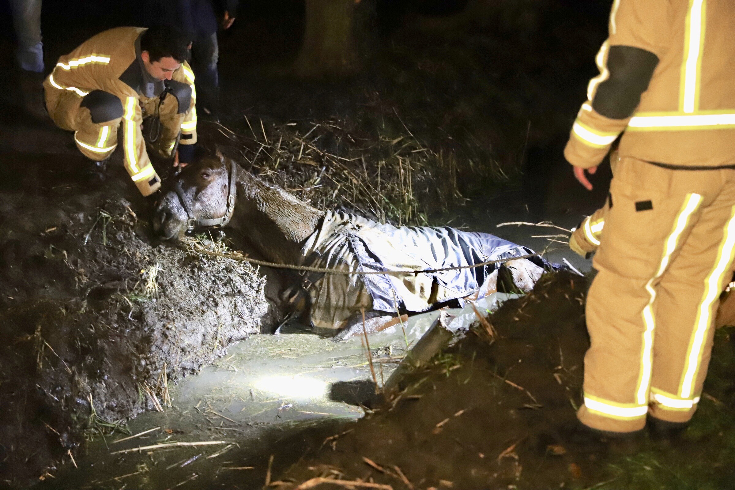 Paard uit sloot gered door brandweer