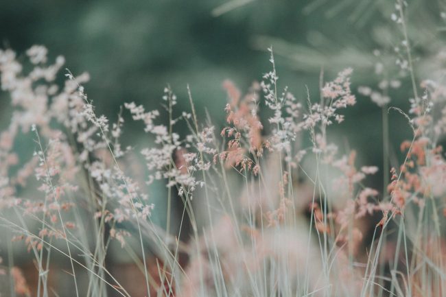 pexels-photo-268261