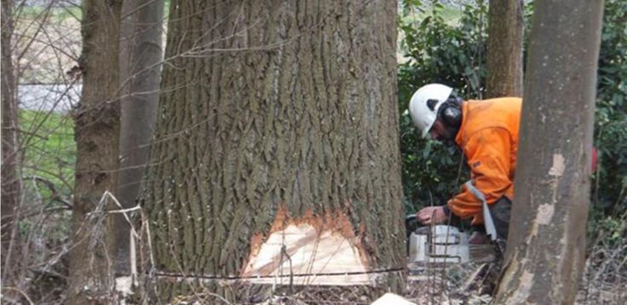 Vervanging zieke en dode bomen in Rijswijk