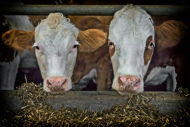 Boer Jan van Hoeve Biesland en de koeien hebben er weer zin in