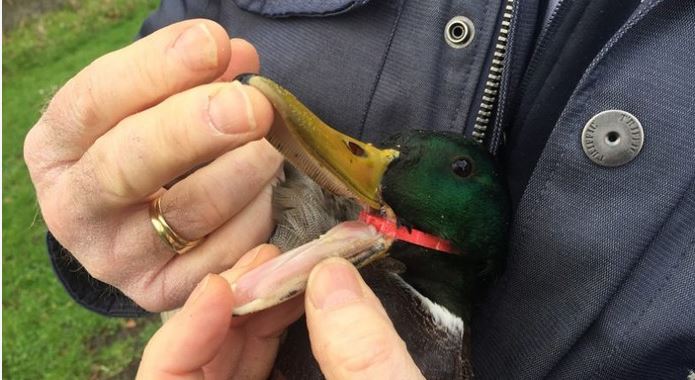 Rijswijkers bevrijden eend van plastic ring rond kop
