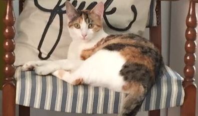 Patricia mist haar poes Lulu, wie weet meer