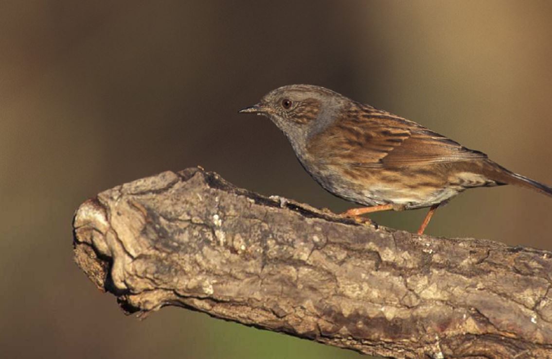 Tel dit weekend vogels in Rijswijk