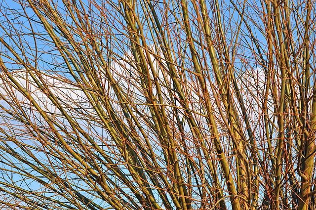 Natuurlijk Delfland gaat weer wilgen knotten