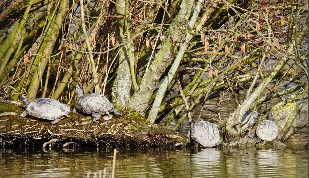Roodwang schildpadden nieuwe bewoners van Wilhelminapark