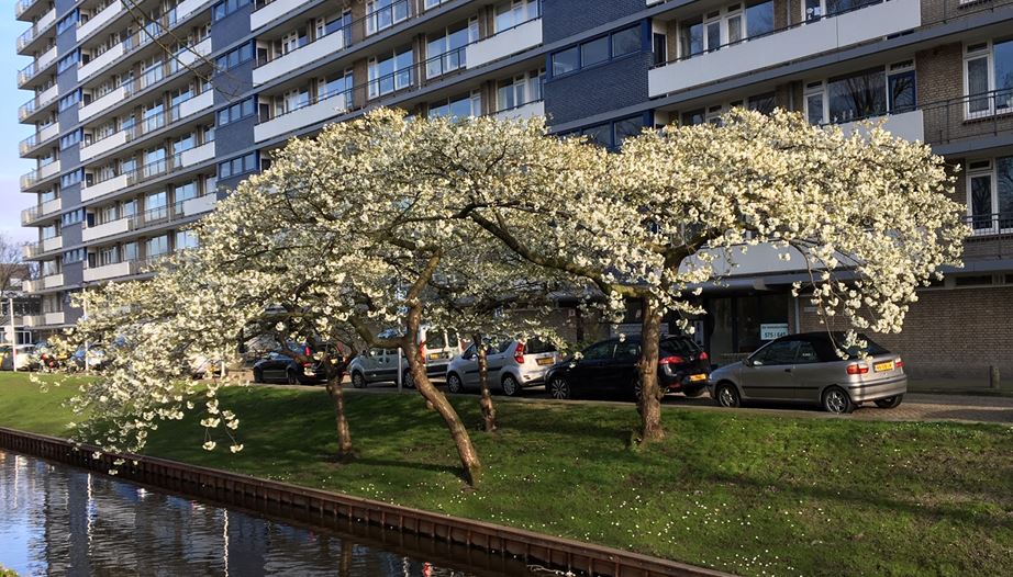 Volop bloeiende bomen in Rijswijk