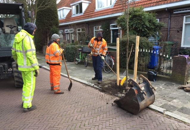 Nieuwe bomen in Rijswijkse wijken
