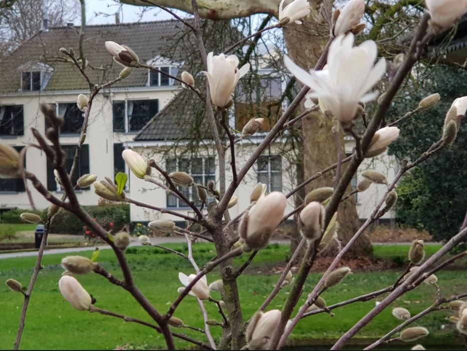 Lente In Rijswijkse Park Hofrust