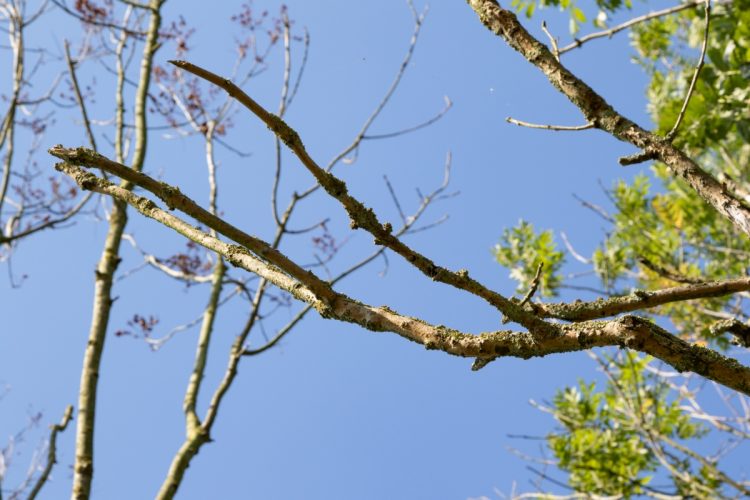 Essentaksterfte in De Balij en Ambswoudse bos