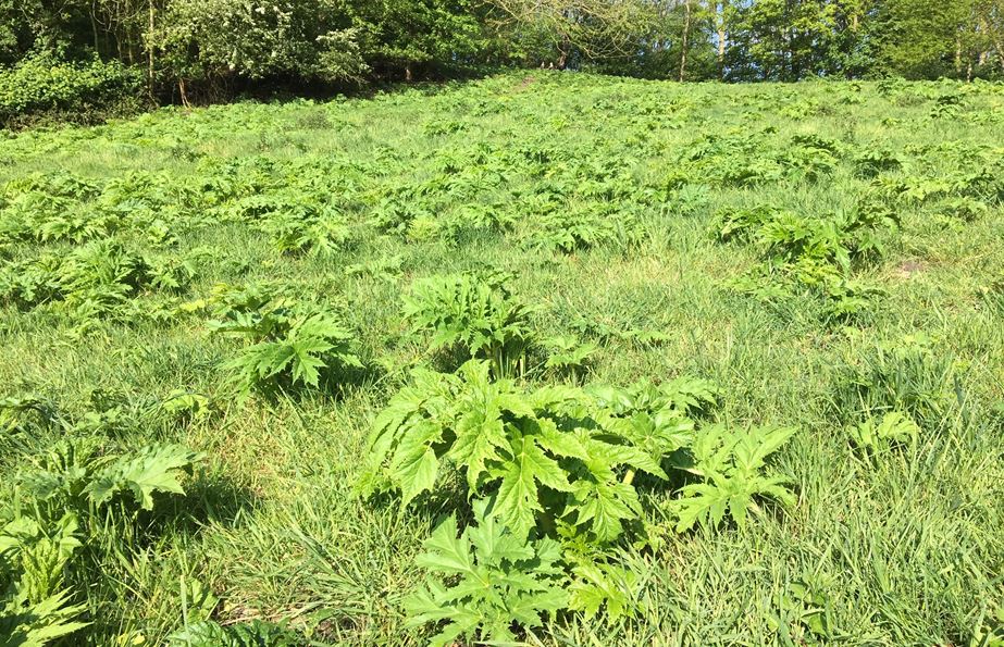 Reuzenberenklauw op speelveld Elsenburgerbos