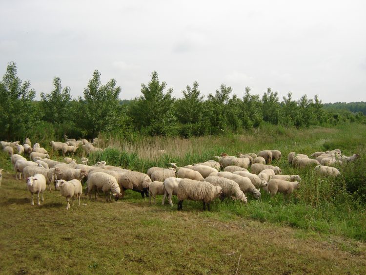 Subsidieregeling Groenfonds Midden-Delfland